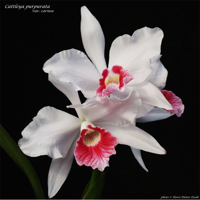 anggrek dendrobium hybird- tanaman bunga Anggrek Hidup-gantung Indor Size Remaja WHITE