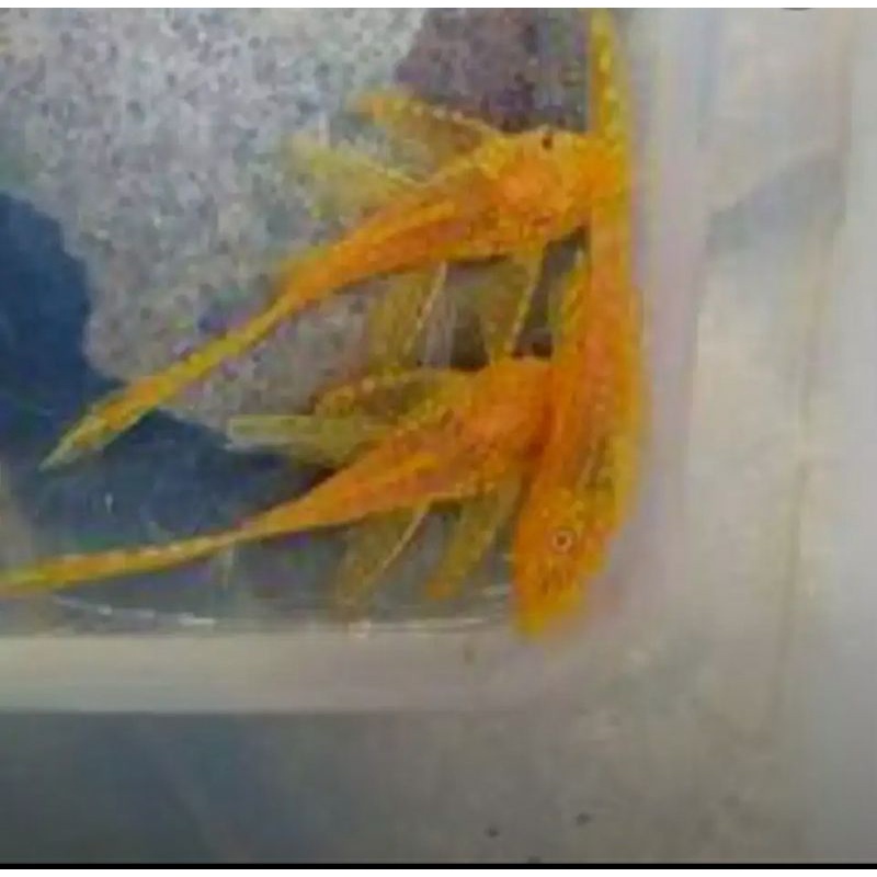 brushmouth albino slayer