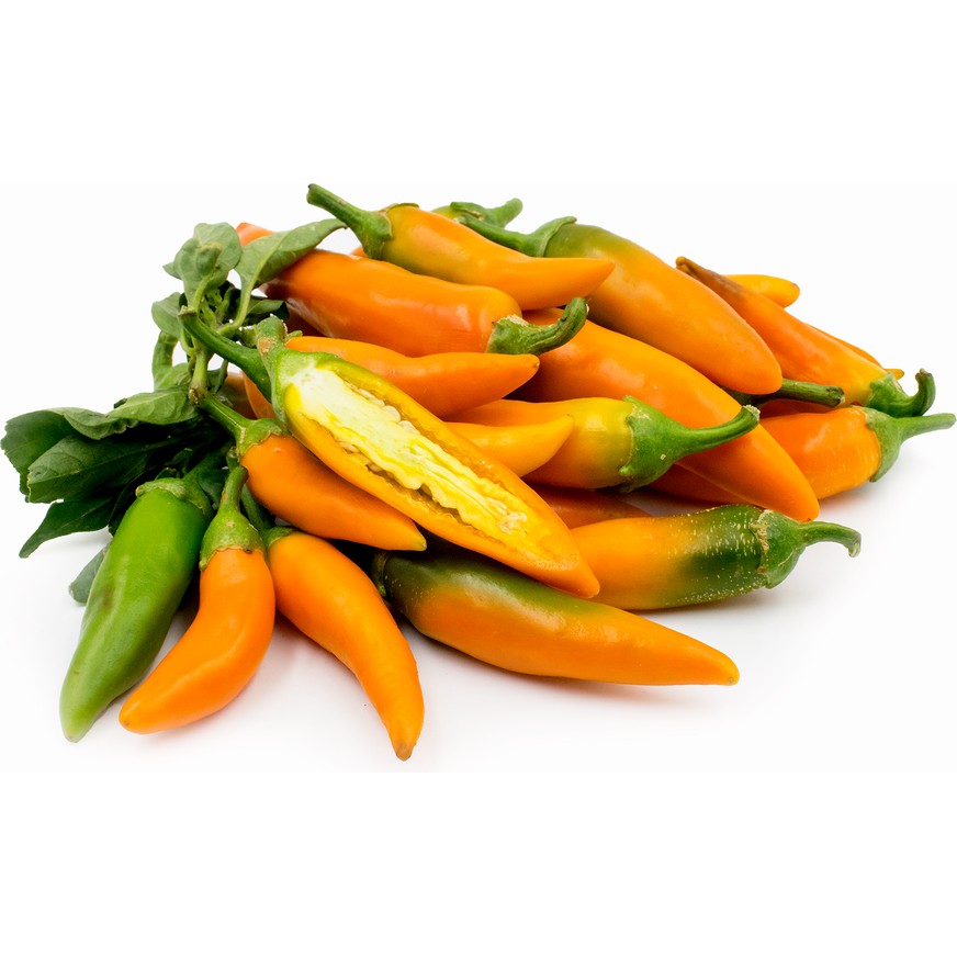 Benih Bibit Biji - Cabai Pepper Hot Bulgarian Carrot Seeds