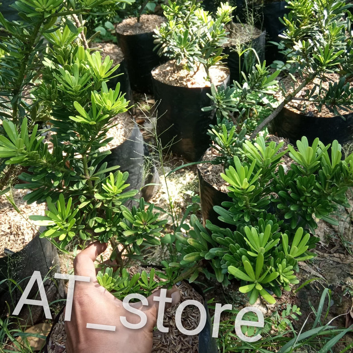 tanaman hias lohansung cincuan bahan bonsai , pohon lohansung cincuan