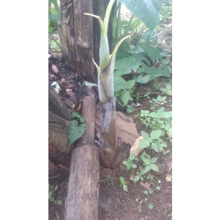 benih pisang raja bulu