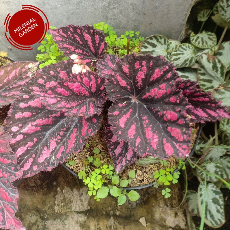 Jual TANAMAN HIAS BEGONIA RED REX | Shopee Indonesia