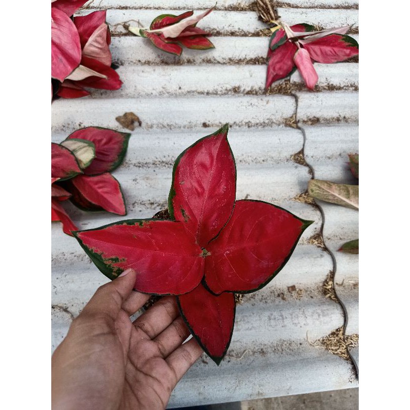 

bunga aglonema suksom kecil paket 5 pohon