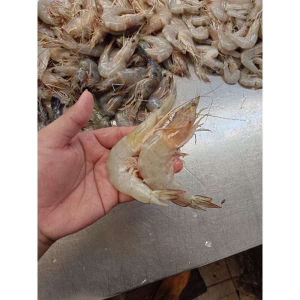 

Udang peci besar spr size 35/40