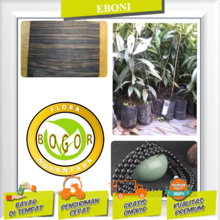 BIBIT TANAMAN POHON KAYU HITAM EBONI
