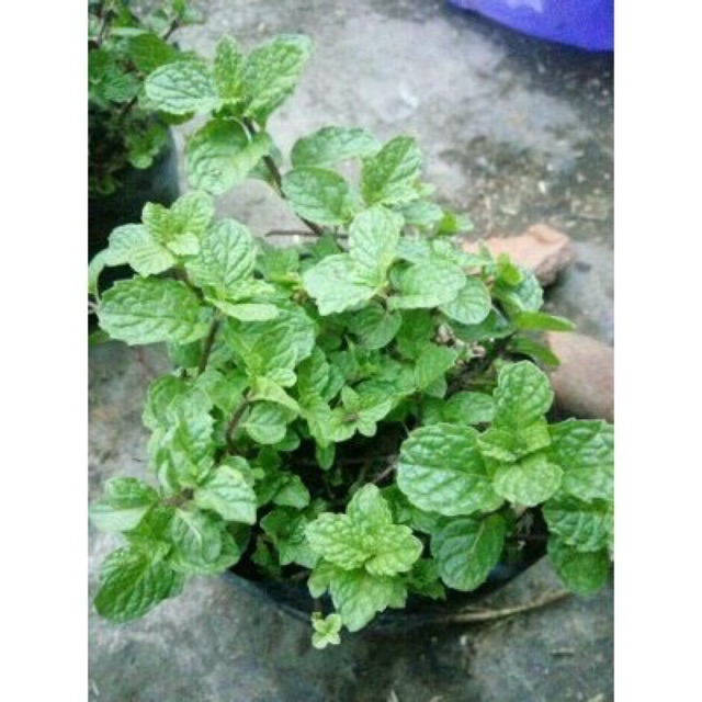 Tanaman Daun Mint / bibit pohon hidup daun mint / peppermint Mentha arvensis