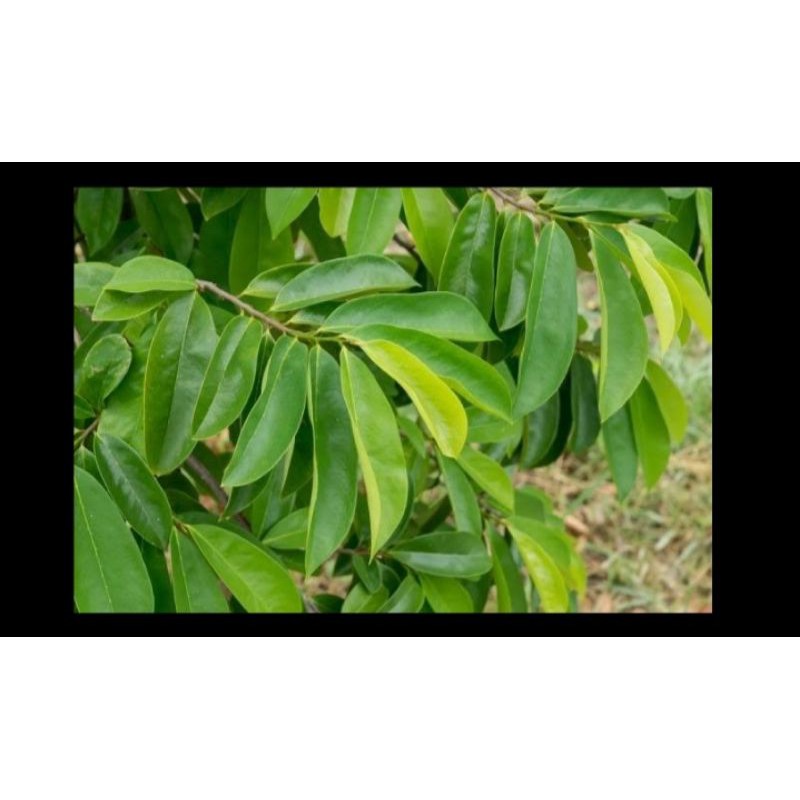 

100 lembar daun sirsak
