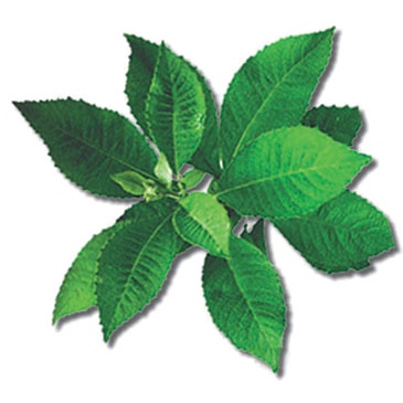 

Bubuk Daun Sembung 250 g Serbuk Blumea balsamifera Sambong Leaf Powder