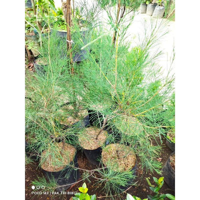 Bibit cemara udang-bahan bonsai