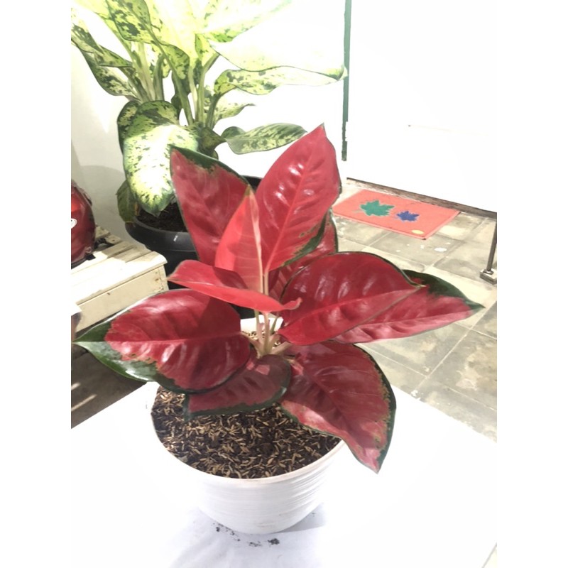 Aglonema Suksom Merah Bunga Besar Premium