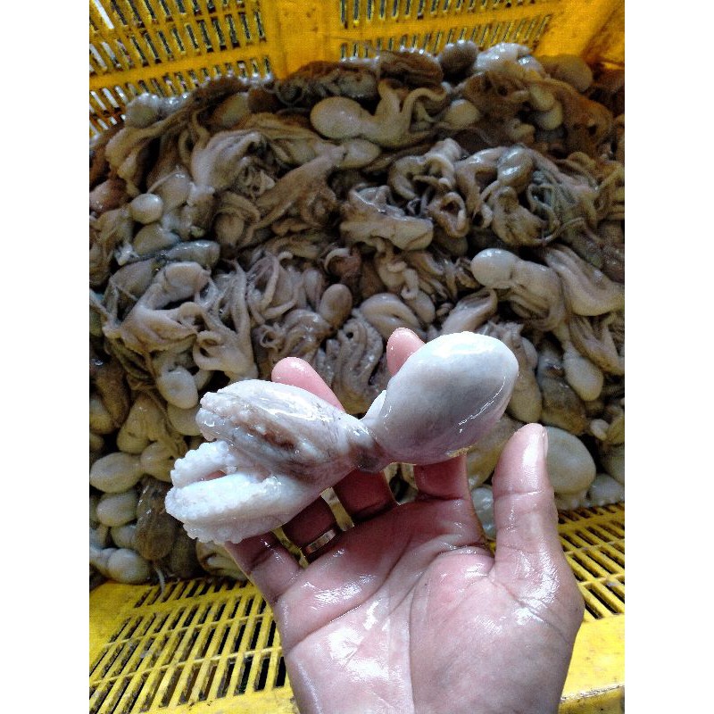

baby gurita Frozen fresh perkilo