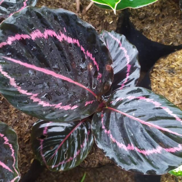  Harga  Bunga Calathea  Black  Lipstick 