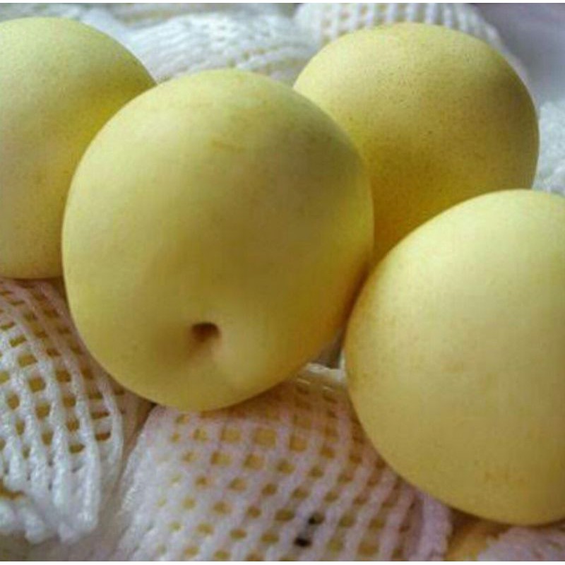 

Buah Pear/Sianglie Fresh.