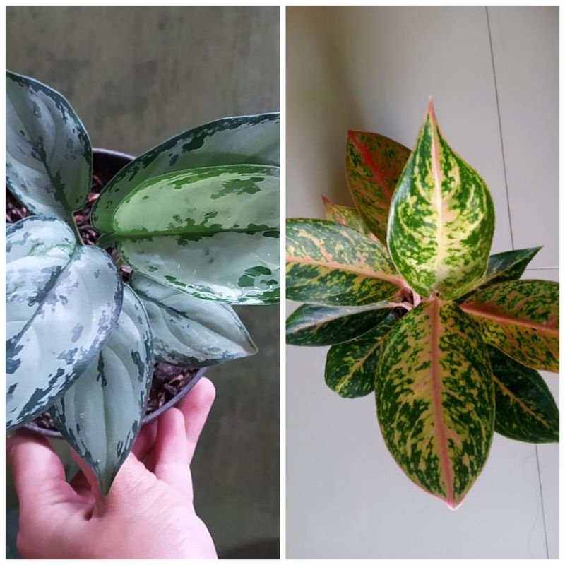 Paket Aglonema Sexylia & Sabrina