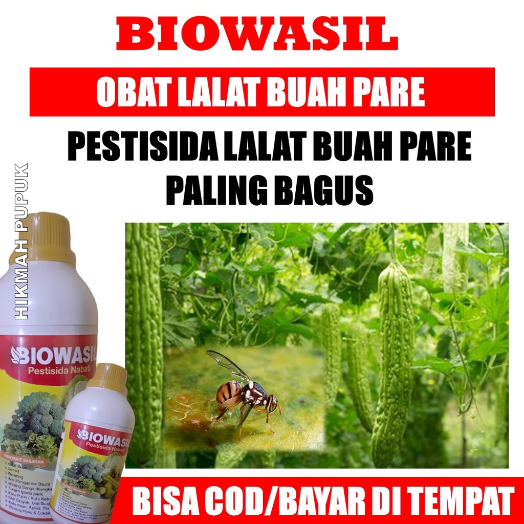 BIOWASIL INSEKTISIDA LALAT BUAH PARE PALING BAGUS, Obat Hama Tanaman Lalat Buah Pare Dan Semut, Obat