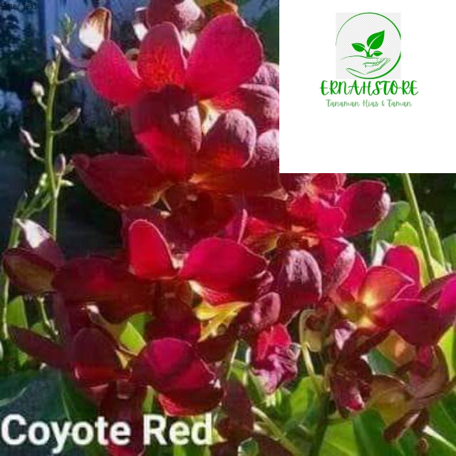 PROMO Anggrek dendrobium coyote red