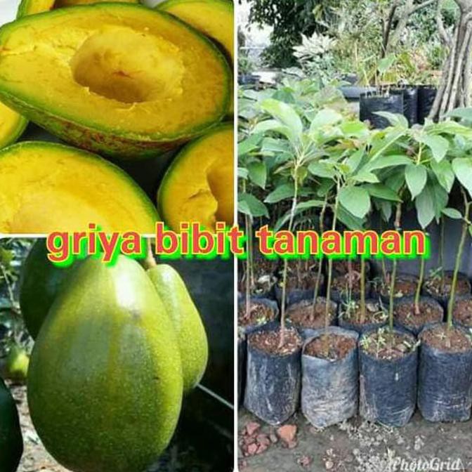 $_$ BIBIT BUAH ALPUKAT MENTEGA KENDIL JUMBO SUPER ASAL OKULASI A1