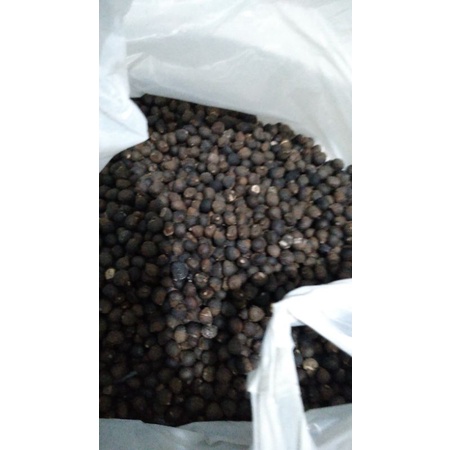 BENIH BIJI KAPUK RANDU KLENTENG