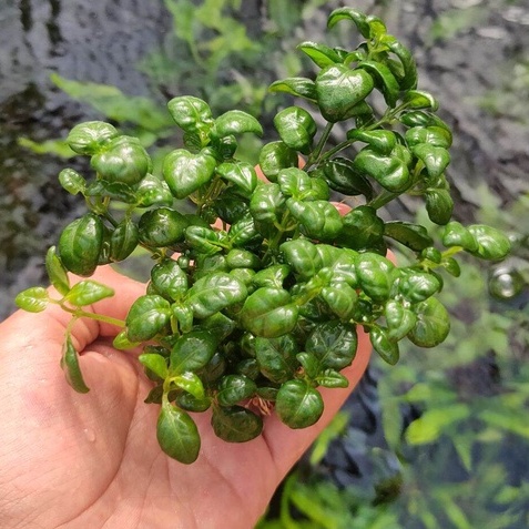 Aquascape Paludarium / Tanaman Anggur angguran / Daun darat