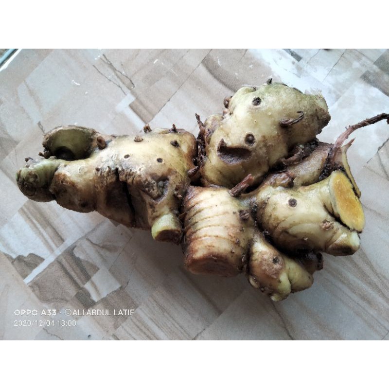 

bangle/panglai segar