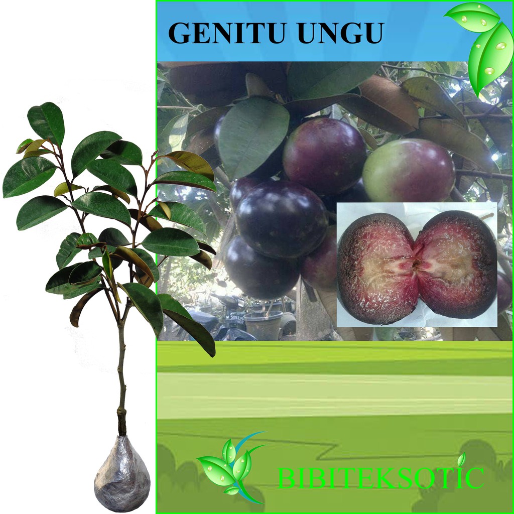 Tanaman Genitu Ungu (Sambung Susu)