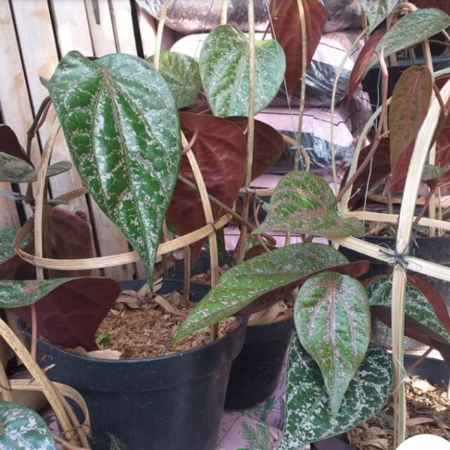 Pohon sirih merah / benih herbal / hiasan taman