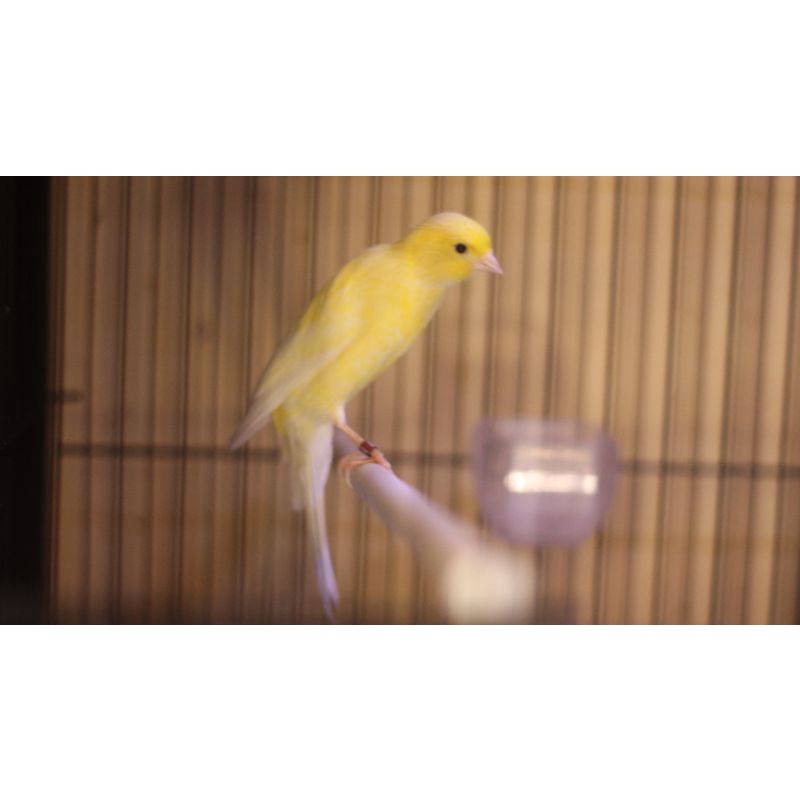 KENARI IMPORT SF RING FOI22