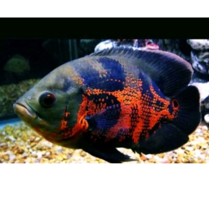 ikan/OscarTiger/size(15-18)Besar/3/4(JariOrangDewasa)