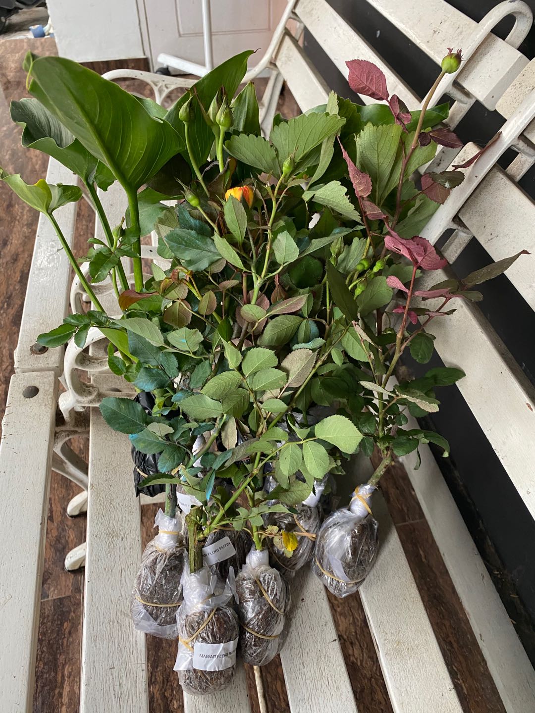 Tanaman Hias Mawar Tanpa Duri