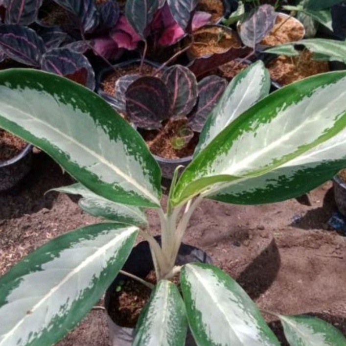 Tanaman hias bunga aglonema silver sri rejeki