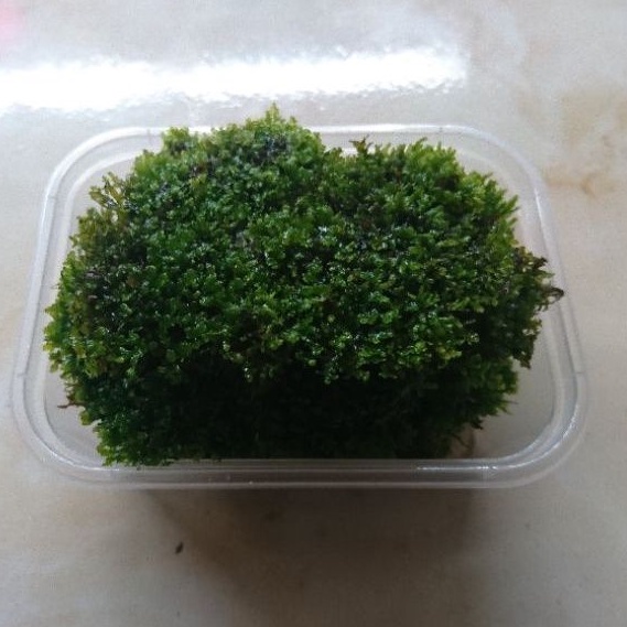 mos ricardia aquascape clump