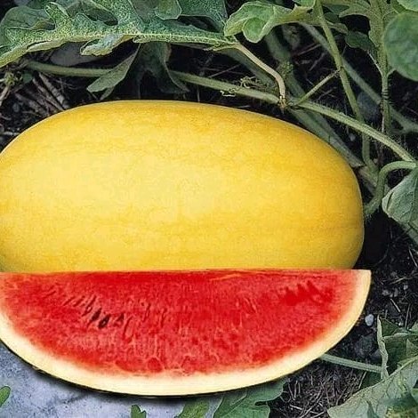 Benih Semangka Kulit Kuning Daging Merah - Bibit Semangka Jenar F1 - Biji Tanaman Buah Eksklusif