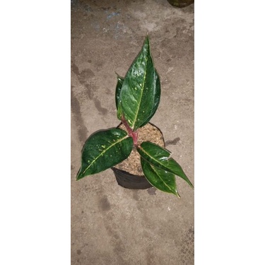 black hot lady/hot lady black