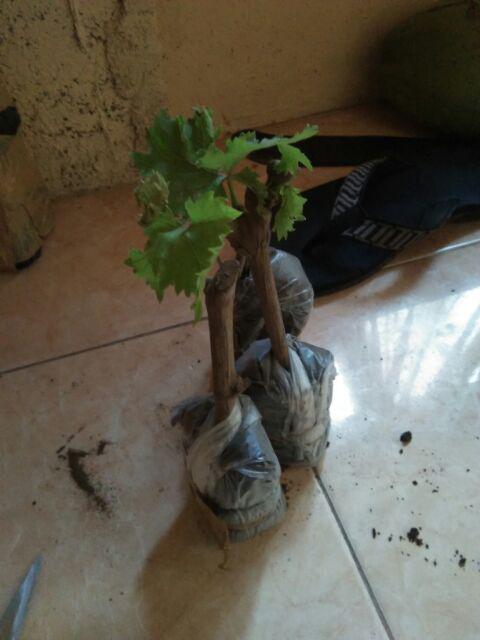 Bibit Anggur Lokal Yellow Belgie