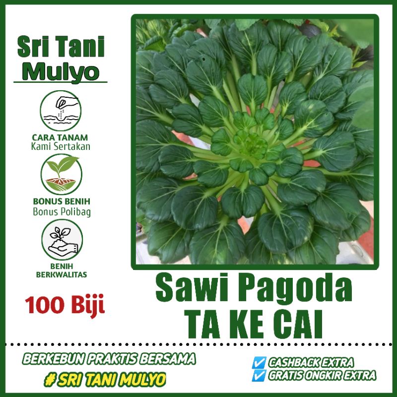 Jual Biji Benih Sawi Pagoda Ta Ke Cai Panen Umur Hari Known