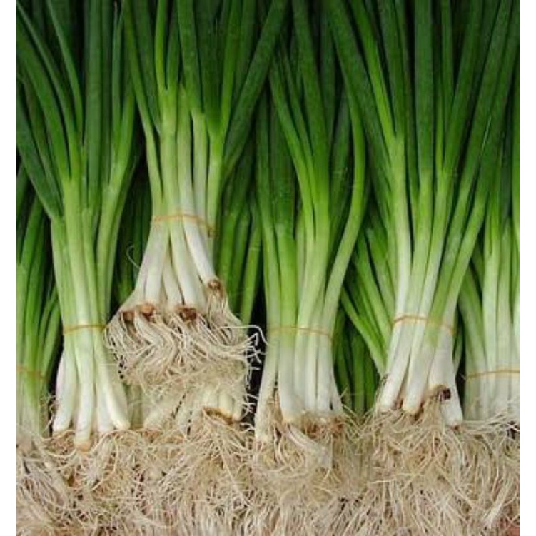 

Daun bawang 500 gram dadakan peting dari kebun