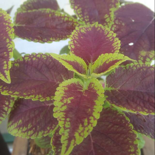 Miana love merah garis kuning