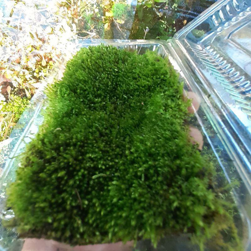 Tanaman Aquascape Paludarium Star Moss Darat - Tanaman Paludarium Star Moss - Low co2