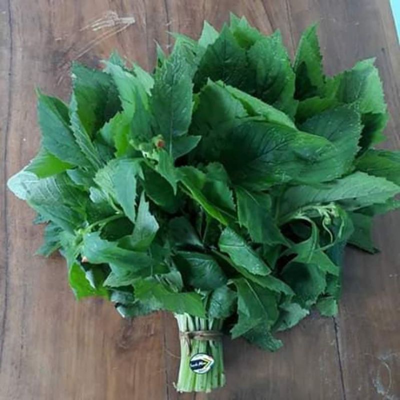 

DAUN SINTRONG SEGAR 500GRAM