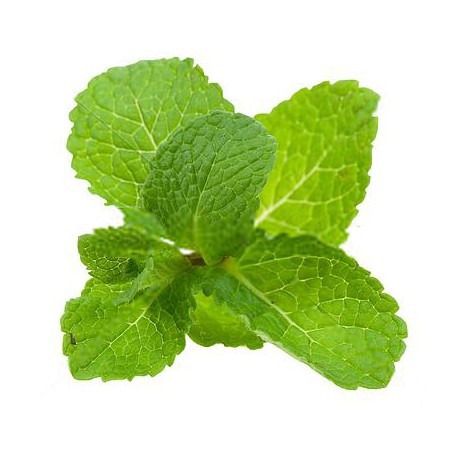 

Peppermint Organik 100 Gram ( Organic Peppermint )