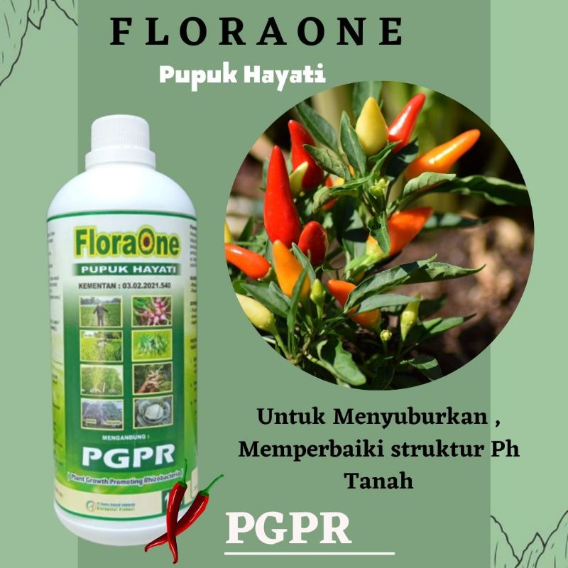 Pupuk Untuk Tanaman Cabai , FloraOne Pgpr Agar Tanaman Tumbuh Subur