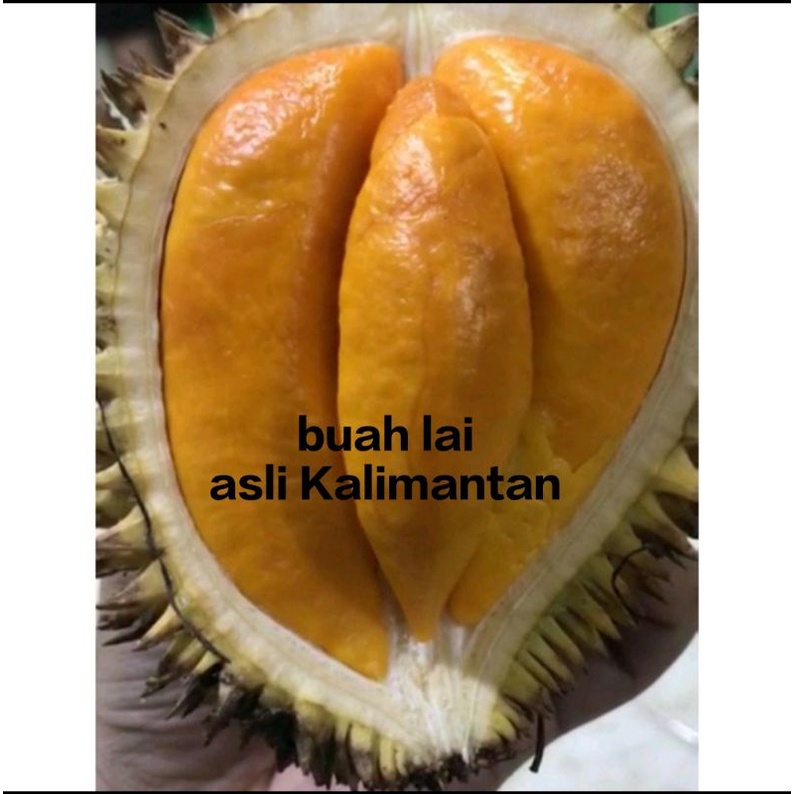 buah lai / buah lay kalimantan