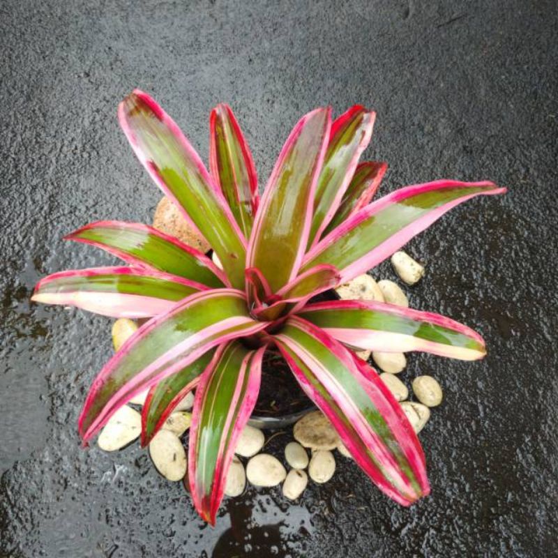 DIARY PETANI - Tanaman Hias Bromelia Luna Neoregelia Luna Mewah