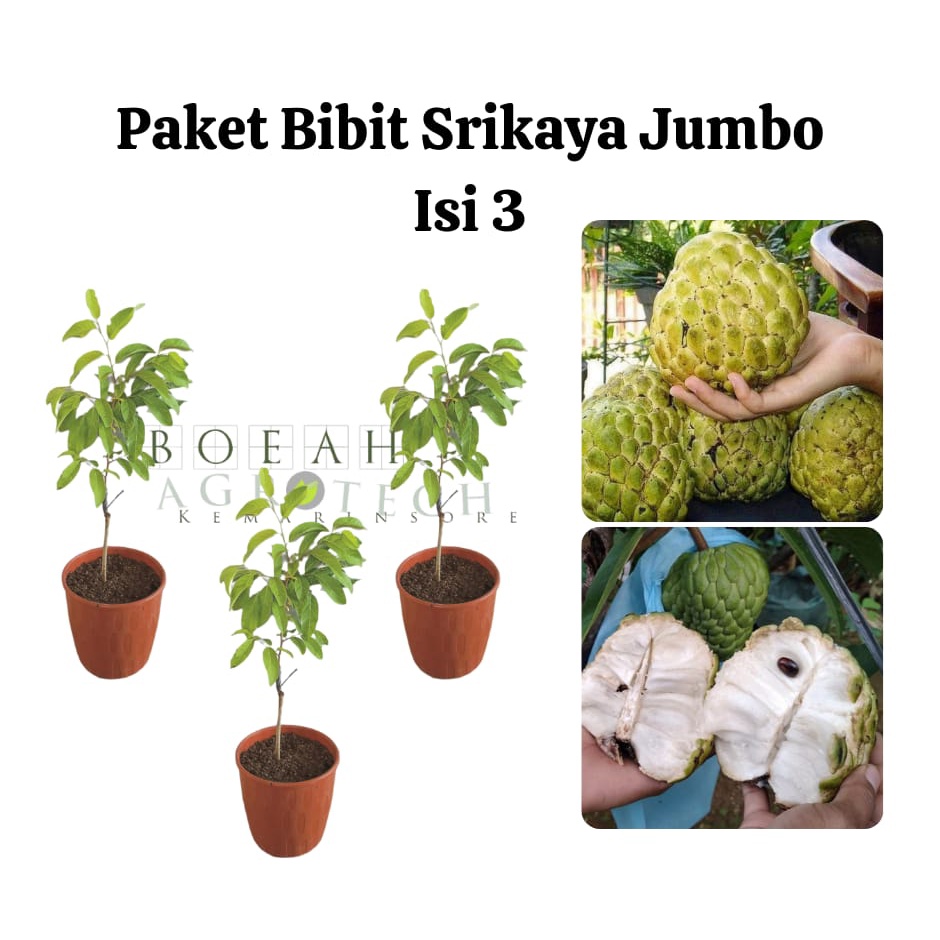 Paket Hemat Bibit Srikaya Jumbo Australia Okulasi Isi 3 Bonus Bibit Strawberry+Polibag