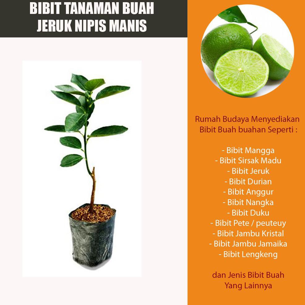 Bibit Jeruk Nipis Manis Pohon Jeruk Nipis Manis Tanaman Buah Herbal - Nipis Manis Nimas In0V