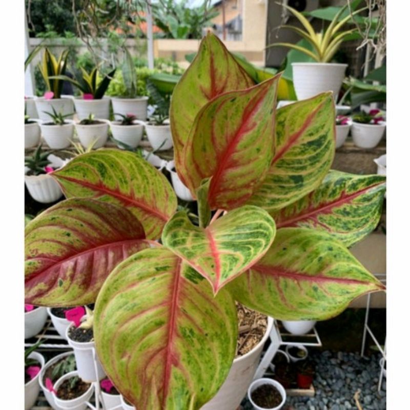 bibit bonggol AGLAONEMA RED NDOT