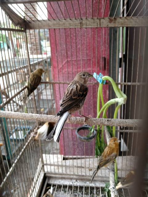 Kenari F1 Shopee Indonesia