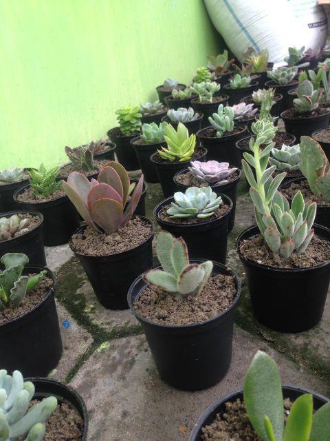 Paket Sekulen 50 Pcs