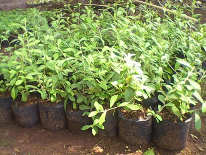 Bibit lee kwan yew juntai - Benih bibit tanaman hias