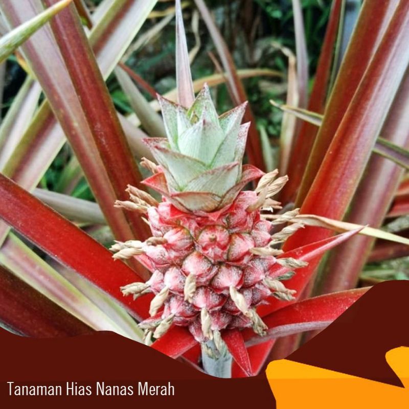 tanaman hias nanas nanasan merah